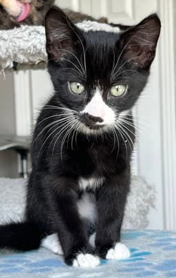 Kitten Mr Pringles image 4