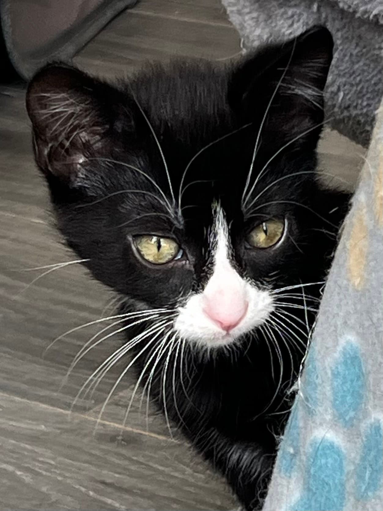 Kitten Sergeant Ruffles - Tuxedo