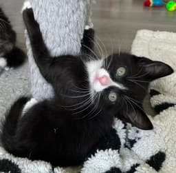 Kitten Sergeant Ruffles image 2