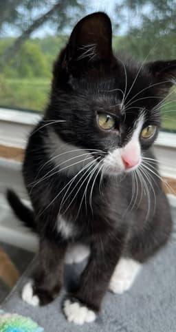 Kitten Sergeant Ruffles image 3