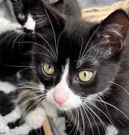 Kitten Sergeant Ruffles image 4