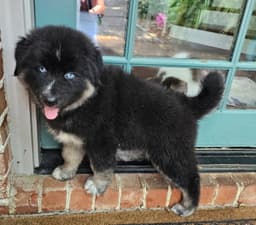 Puppy Ozzy image 1