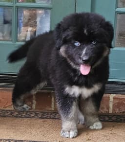 Puppy Ozzy image 2