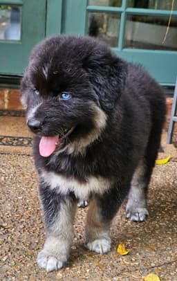 Puppy Ozzy image 3