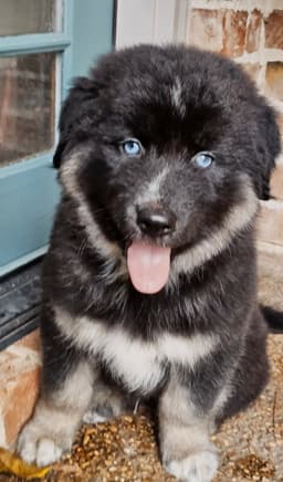 Puppy Ozzy image 4