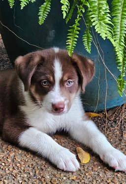 Puppy Raymond image 2
