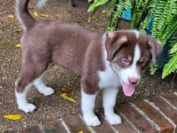 Puppy Raymond image 3