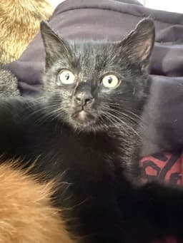 Kitten Coal image 2