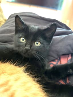 Kitten Coal image 3