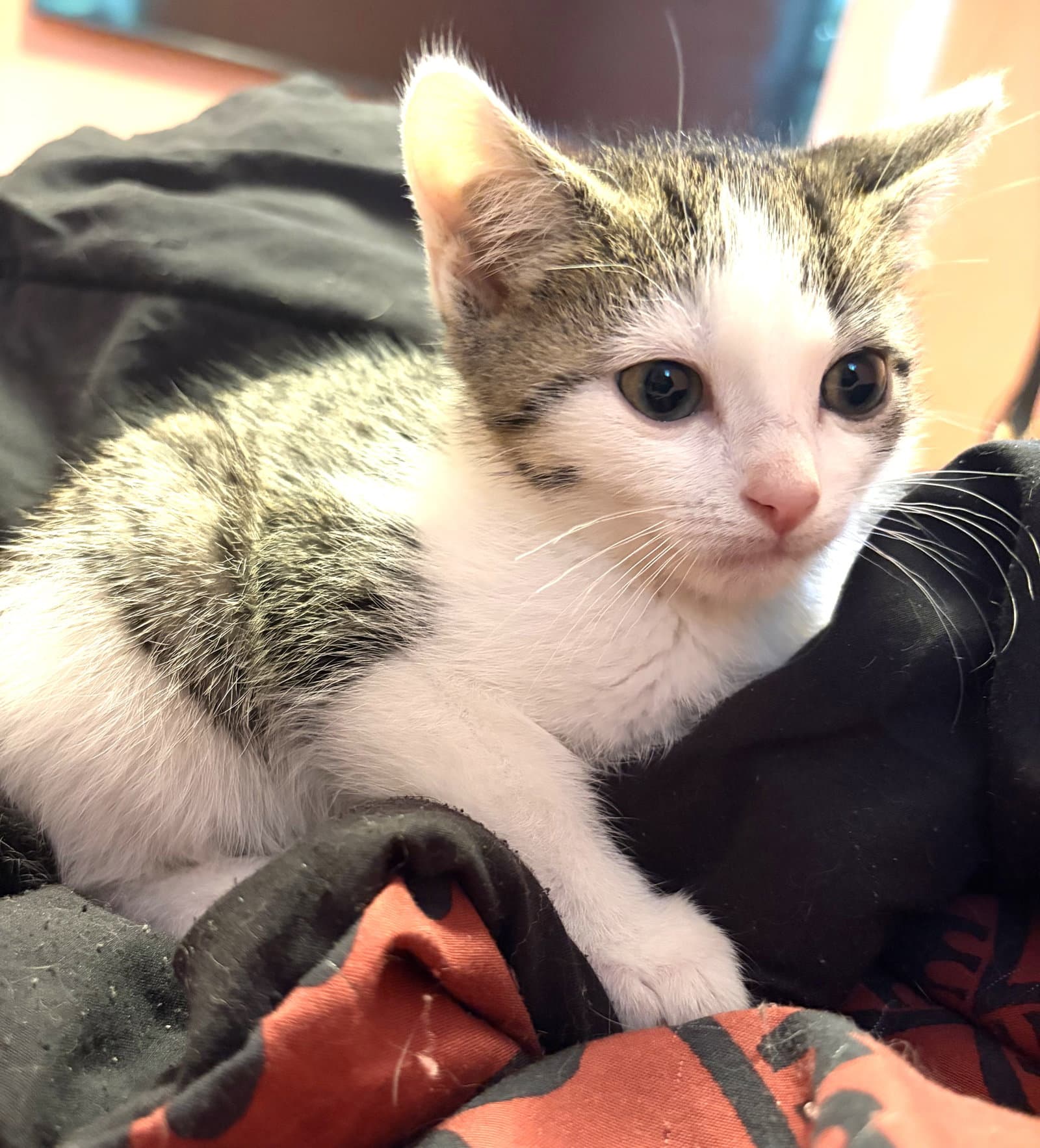 Kitten Claus - Domestic Long Hair