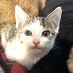Kitten Claus image 2