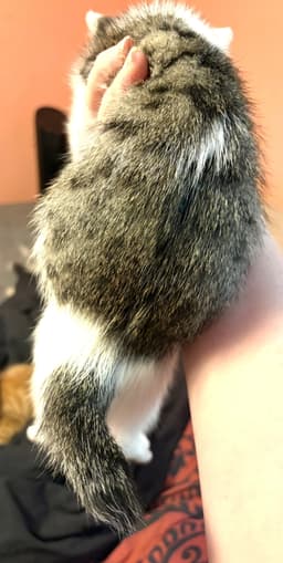 Kitten Claus image 3