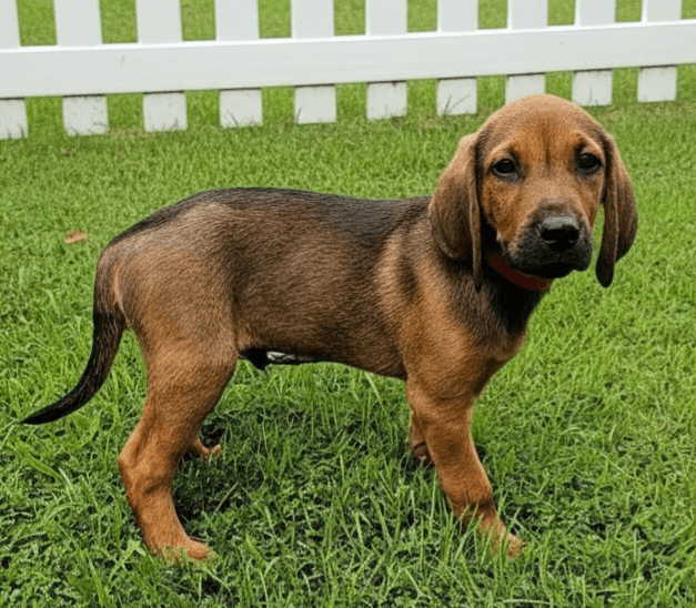 Puppy Gunner - Redbone Coonhound