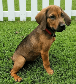 Puppy Gunner image 3