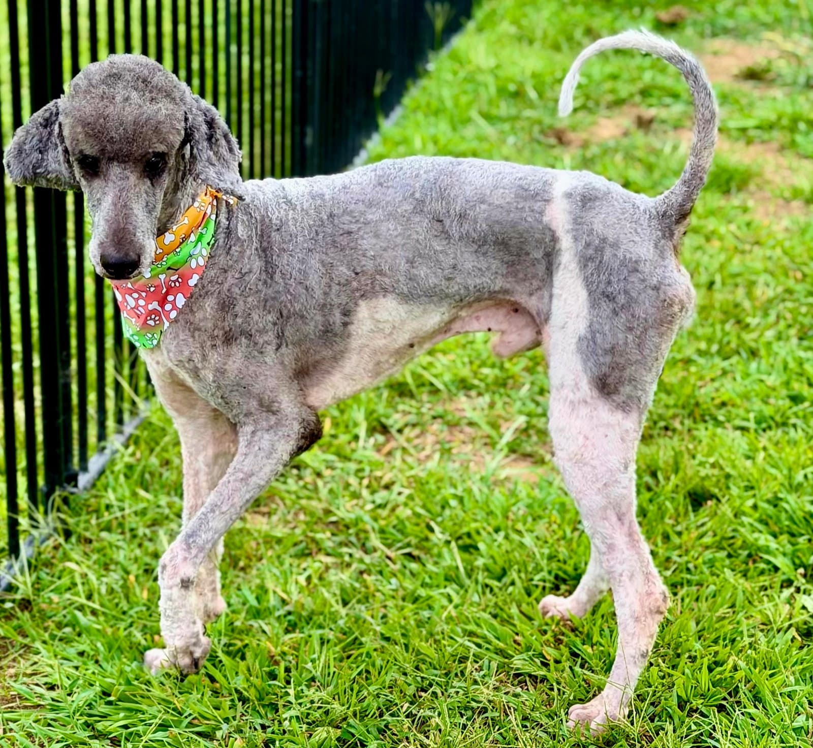 Tommy Bahama - Poodle (Standard)