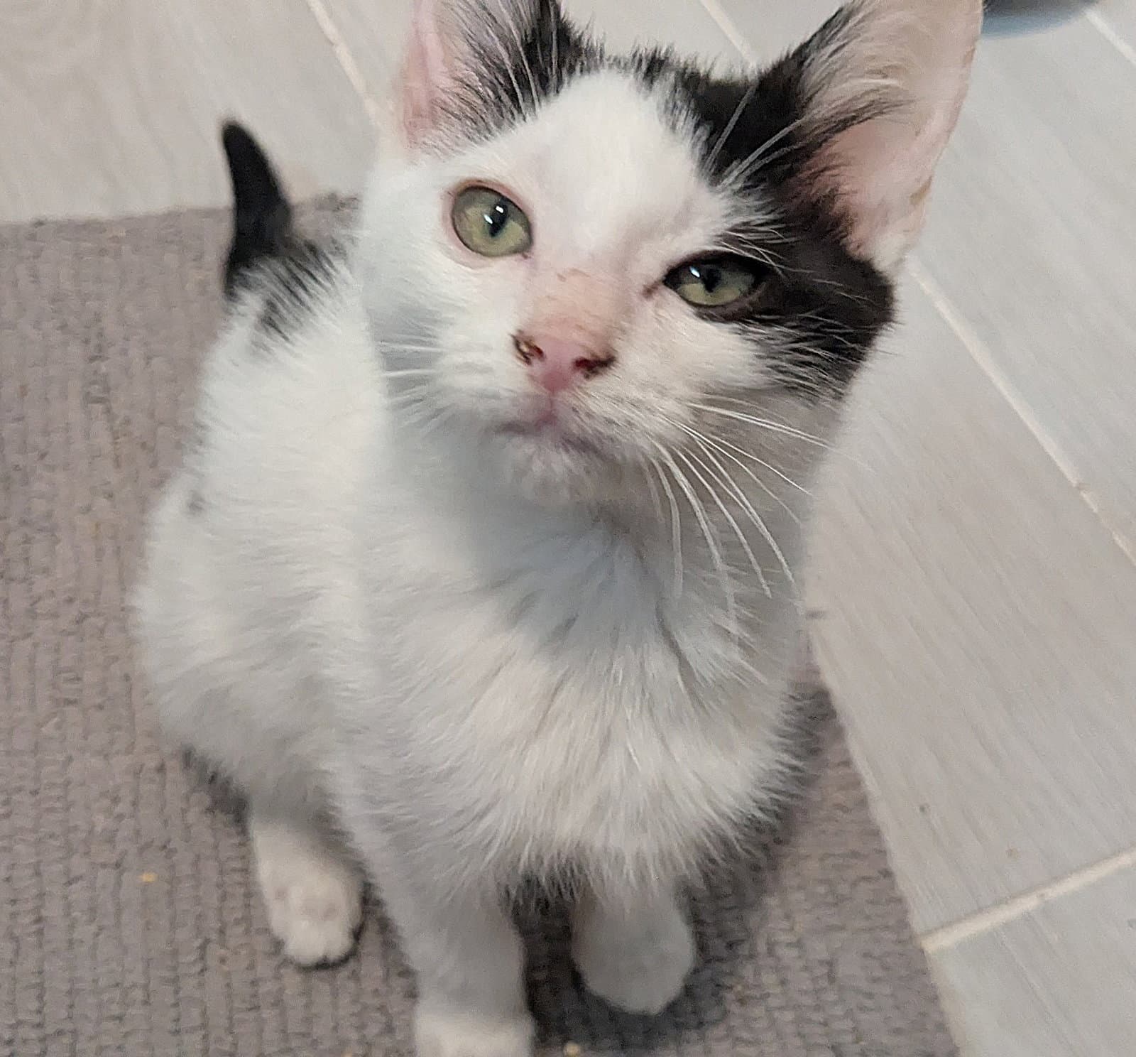 Kitten Playful Panda - Domestic Medium Hair
