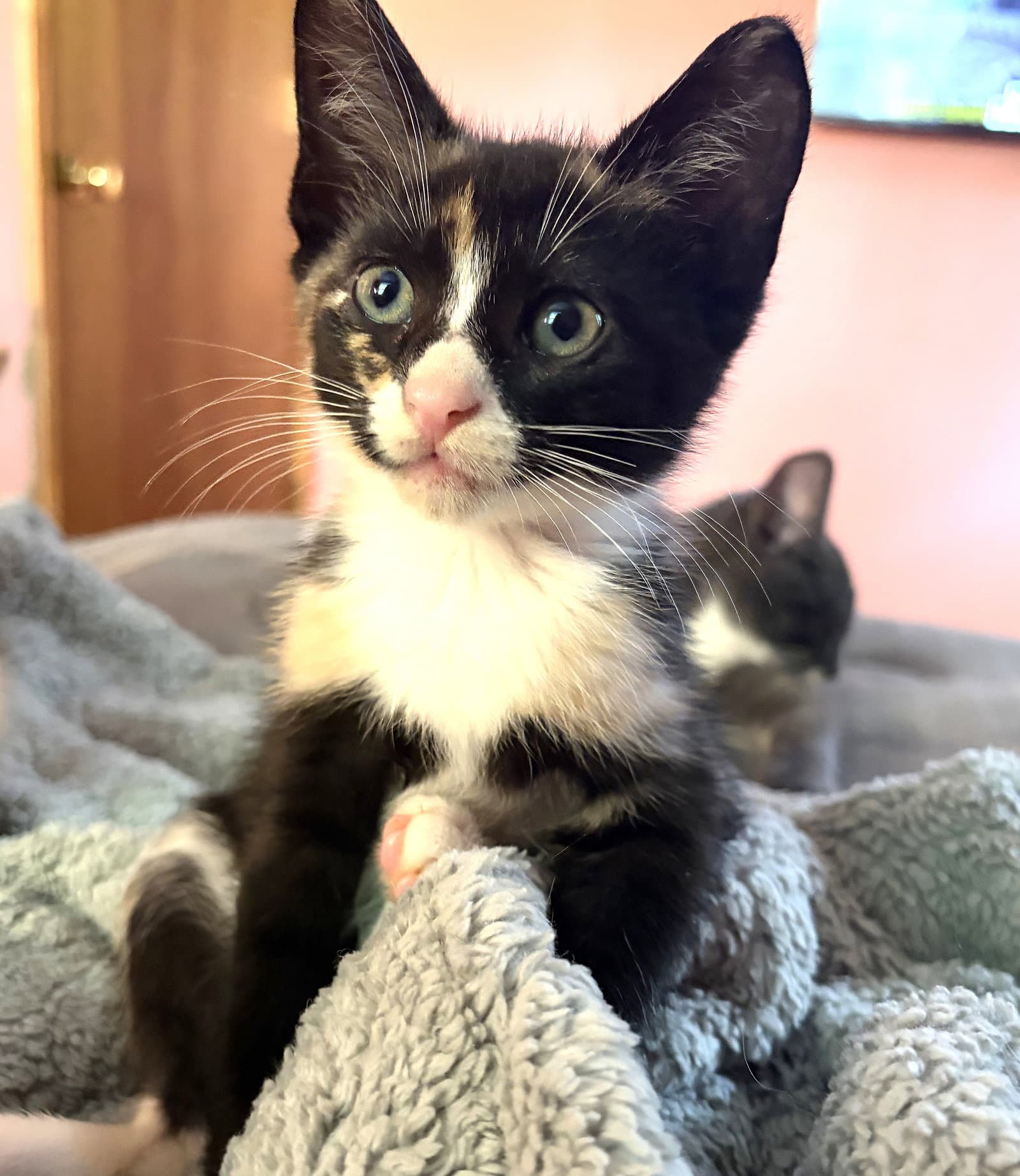 Kitten Ivy - Tuxedo