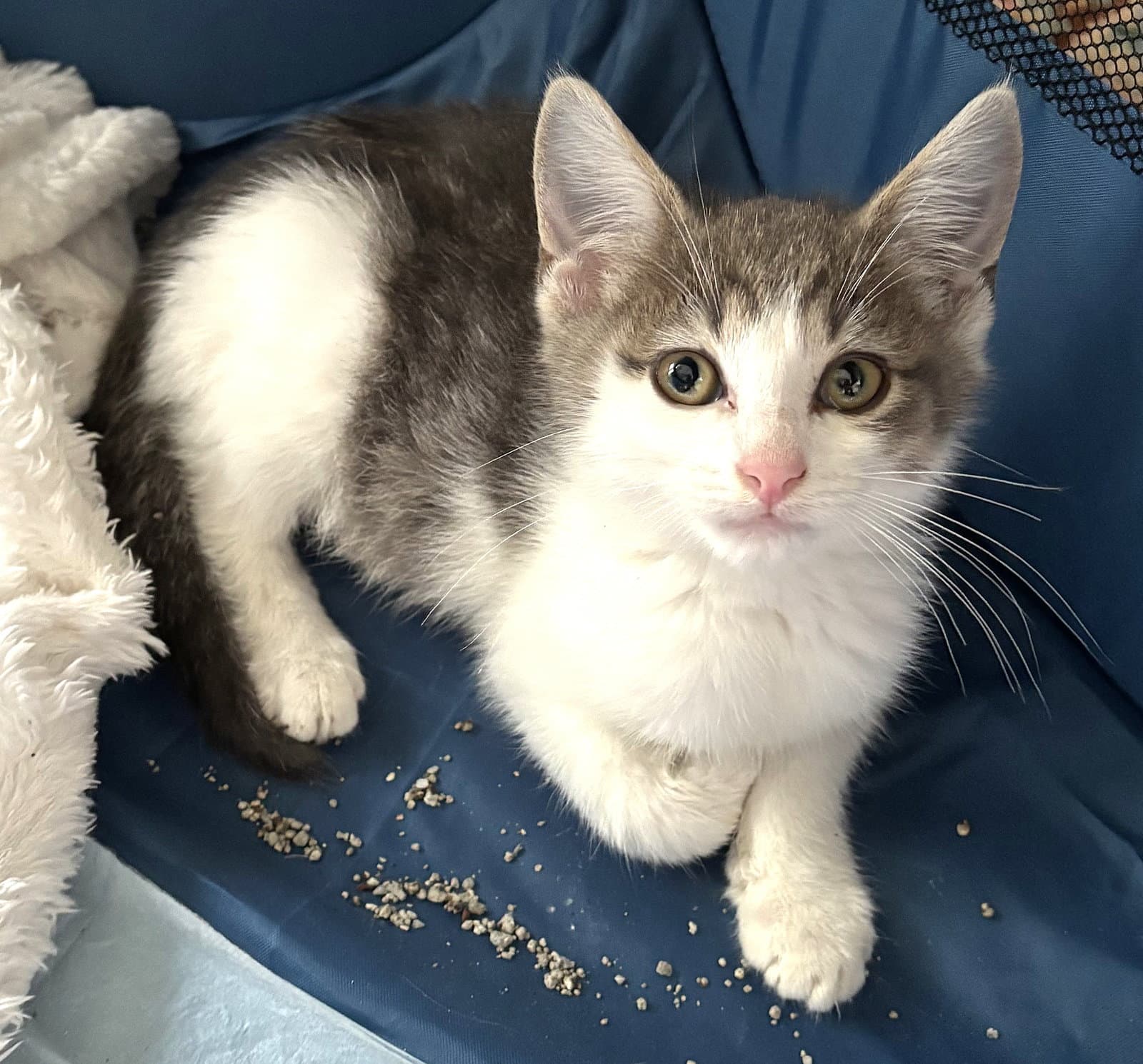 Kitten Super Stormy - Domestic Medium Hair