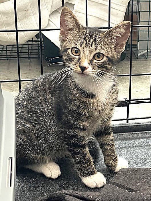 Kitten Mali - Tabby
