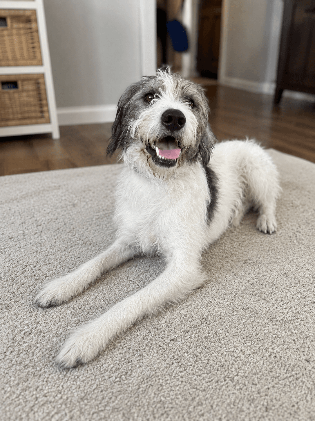 Corky - Poodle (Standard)
