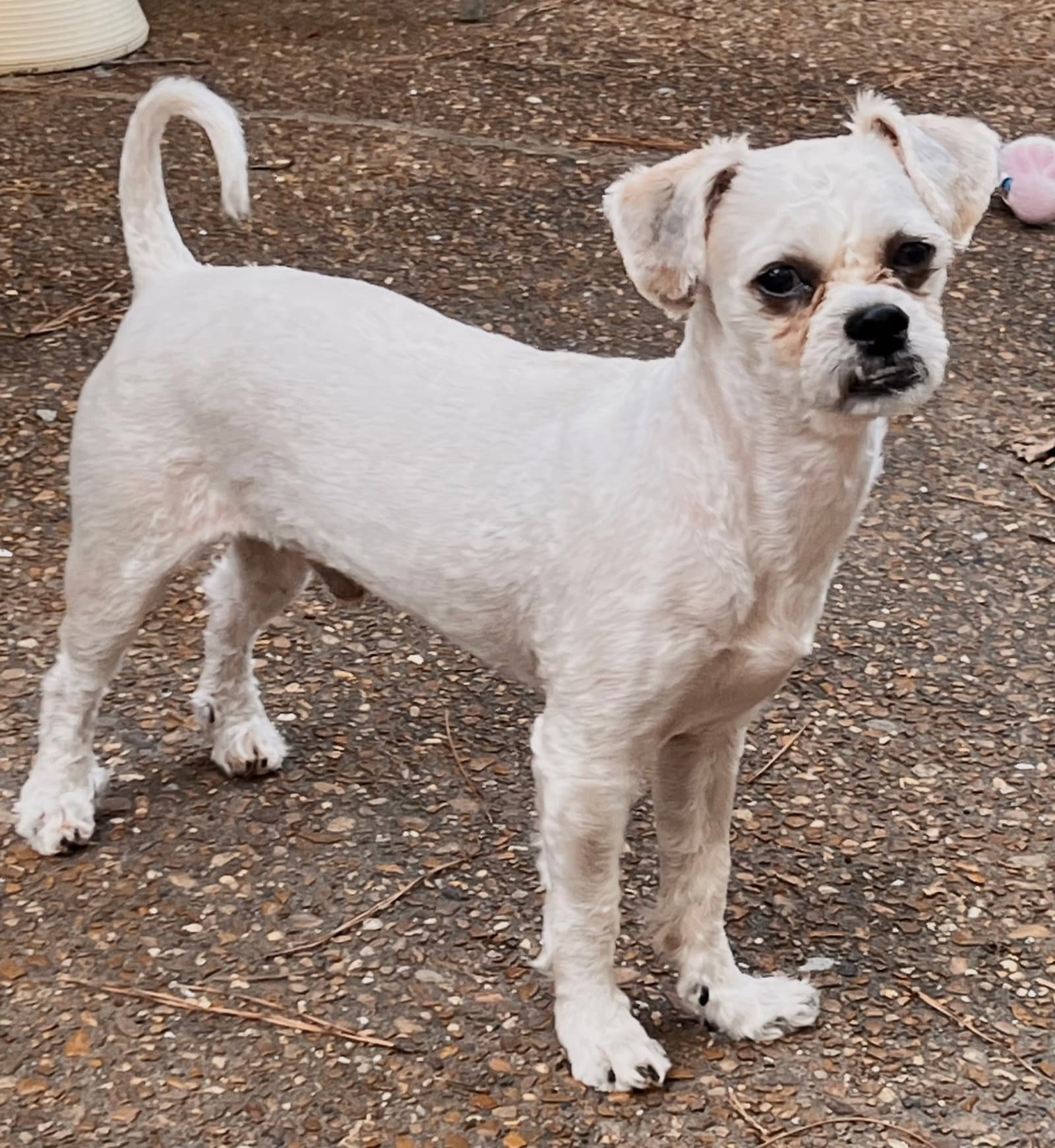 Sir Ziggy - Shih Tzu