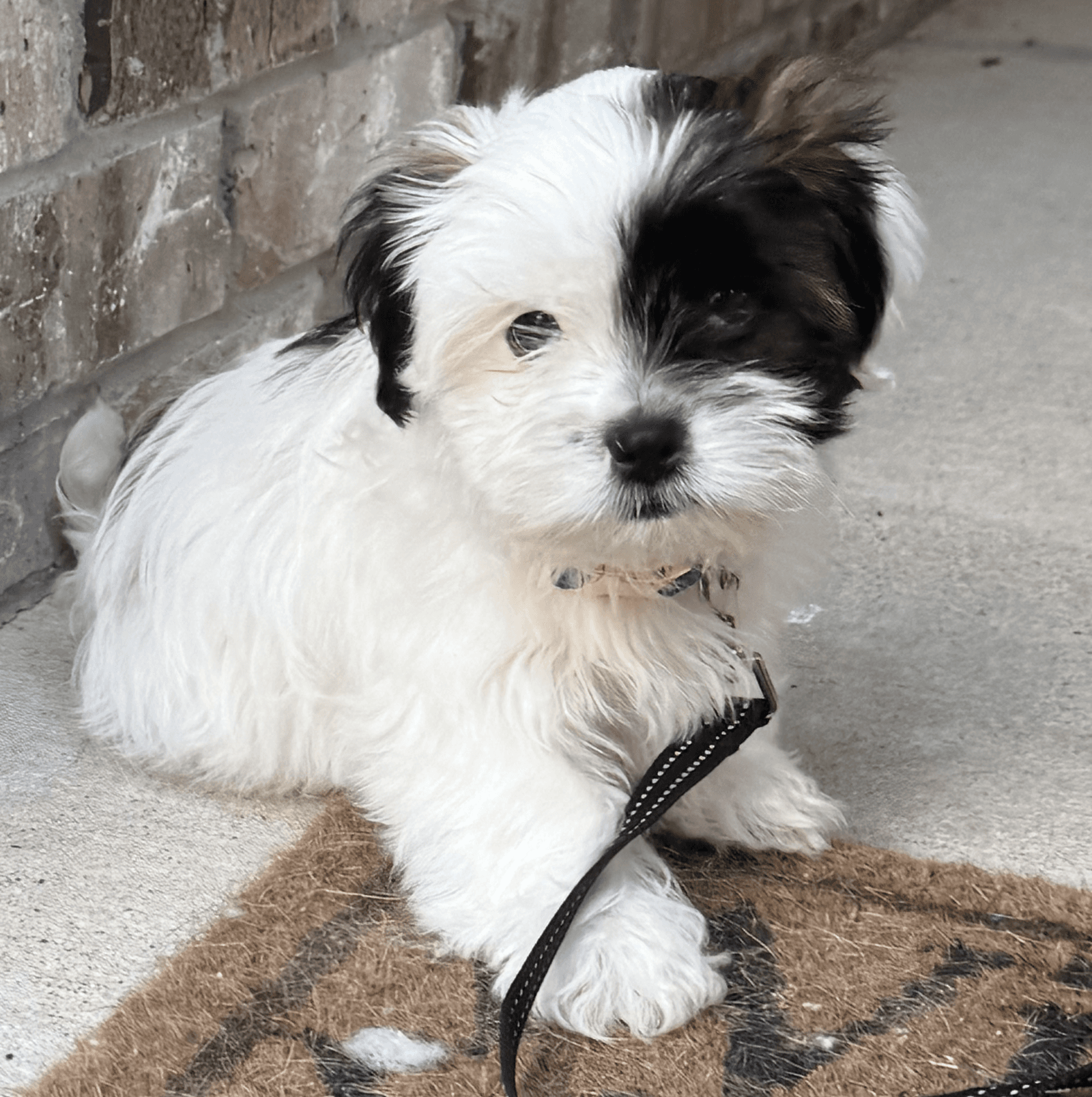 Puppy Trey - Shih Tzu