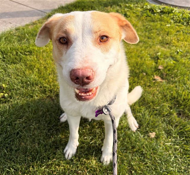 Bindi - Labrador Retriever