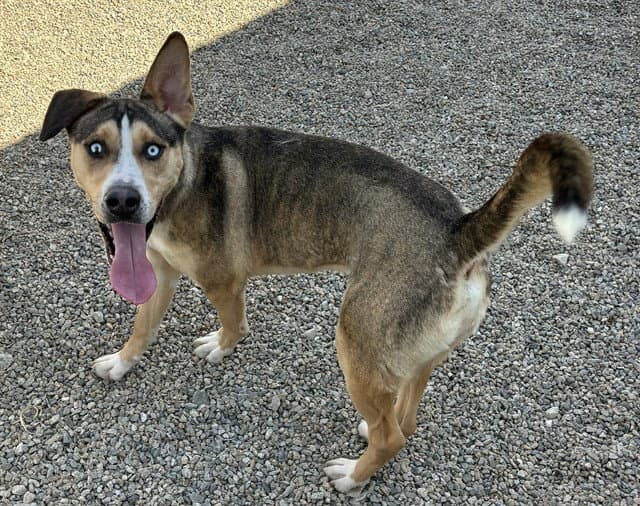 Ted - Siberian Husky