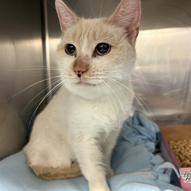 Thumbelina - Domestic Short Hair