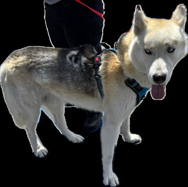 Balto - Siberian Husky