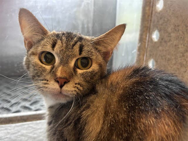 Konocti - Domestic Short Hair