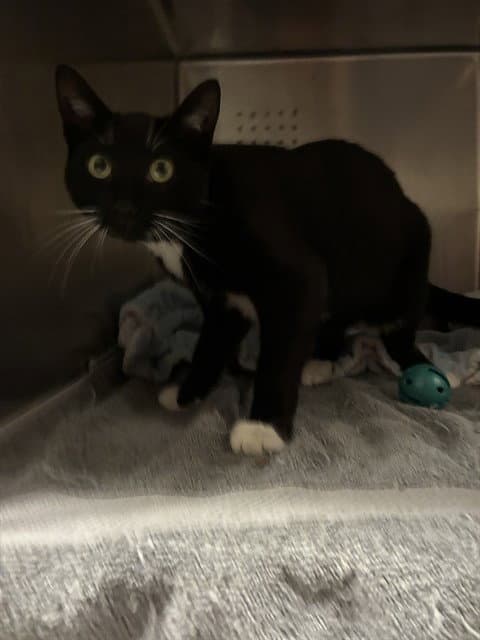 Amy - Domestic Short Hair