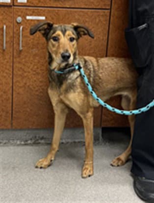 Sunny - Doberman Pinscher
