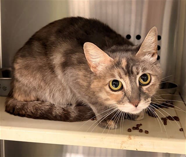 Robin - Domestic Short Hair