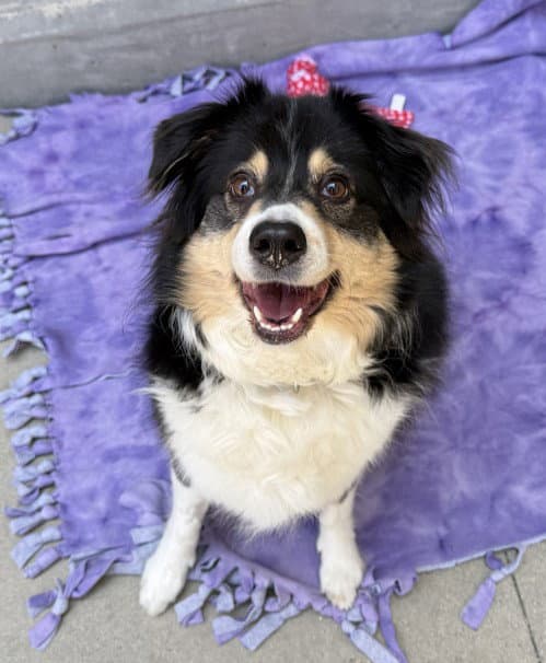 Charlie - Australian Shepherd