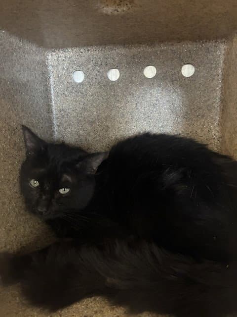 Unknown - Domestic Short Hair