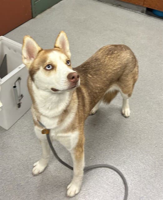 Unknown - Siberian Husky