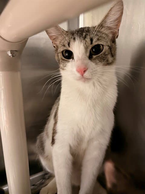 Unknown - Domestic Short Hair