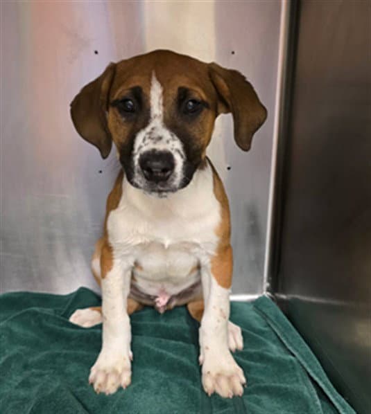 Unknown - Pit Bull Terrier