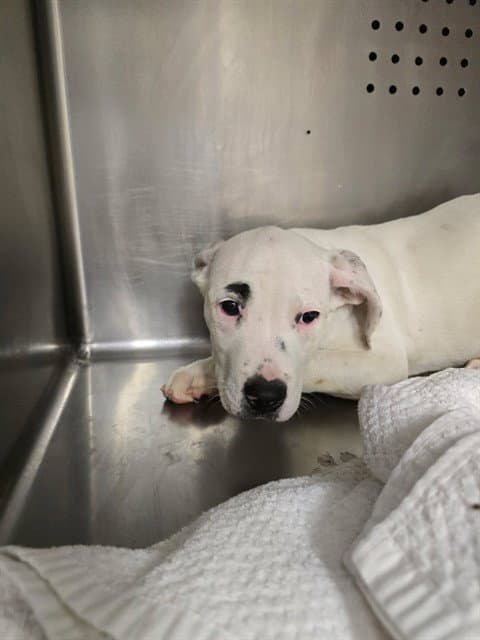 Unknown - Pit Bull Terrier