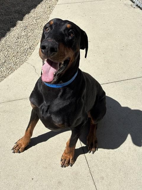 Knox - Doberman Pinscher