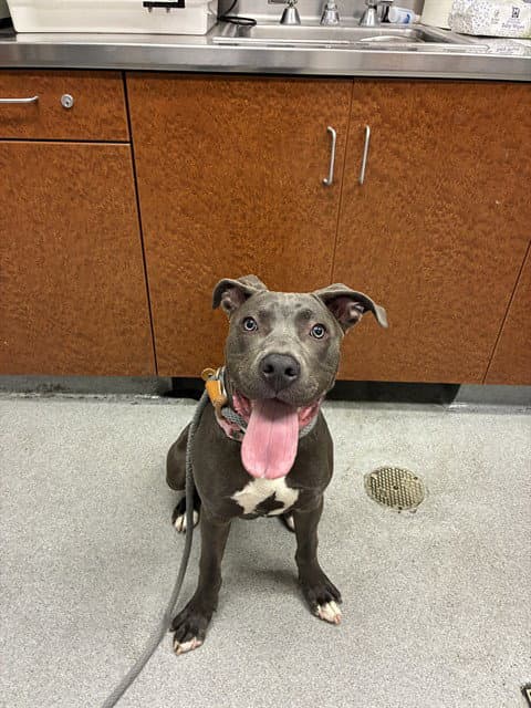 Unknown - American Pit Bull Terrier