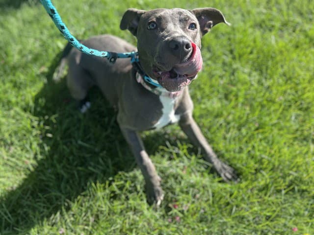 Unknown - American Pit Bull Terrier