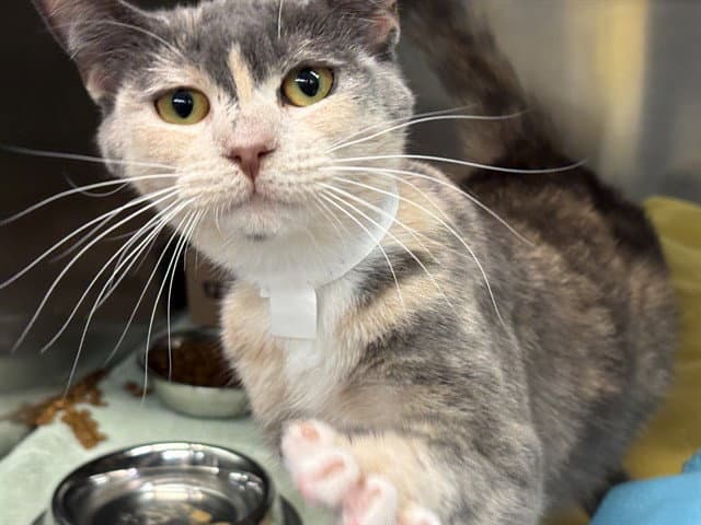 Unknown - Domestic Short Hair