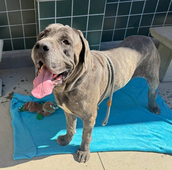Unknown - Mastiff