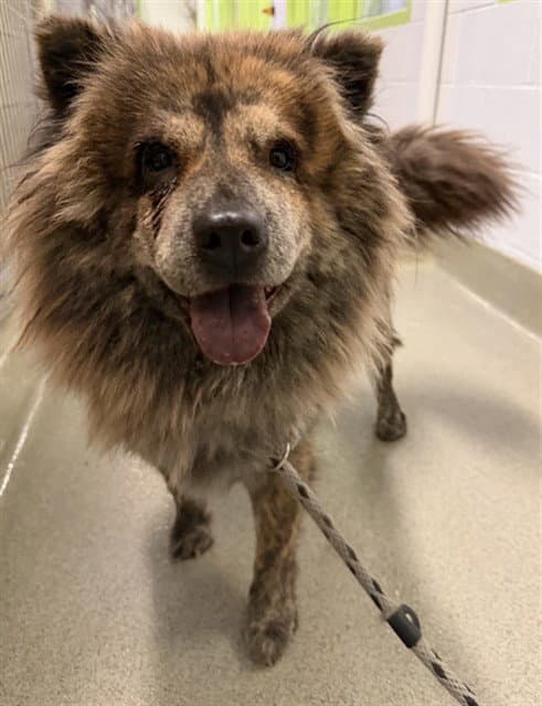 Six - Chow Chow