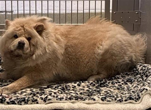 Sugar - Chow Chow