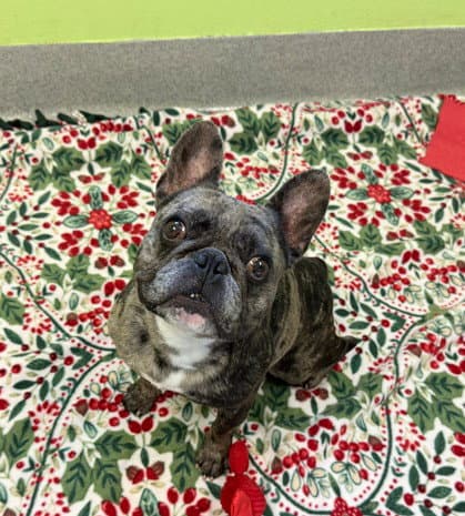 Scoots - French Bulldog