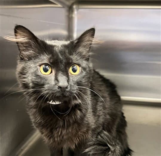 Duchess - Domestic Long Hair