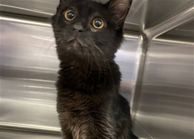 Deja - Domestic Long Hair
